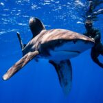 EPISODE 12 - HAWAII CARNIVORESPicture Shows: Steve Backshall has a close encounter with an oceanic white tip shark off the coast of Hawaii