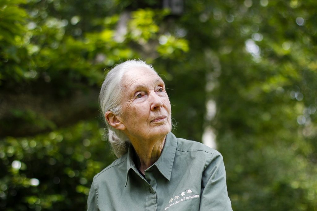 Odisseia estreia nova temporada de Jane Goodall: A Esperança para os Chimpazés