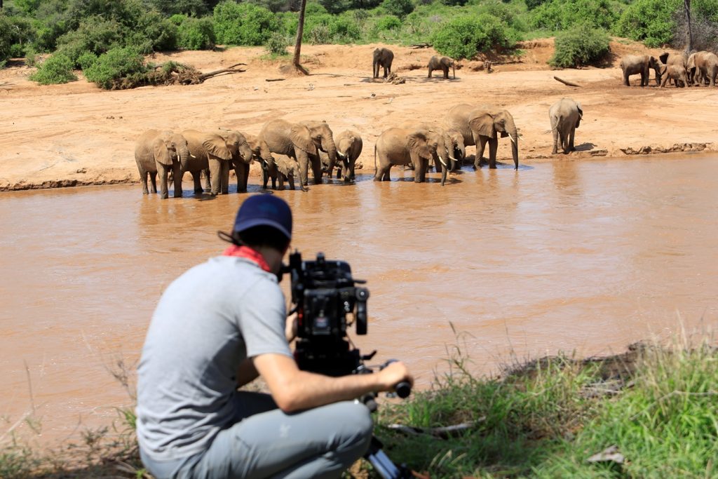 Especial África: Odisseia exibe mais de 25 horas de programação dedicada à fauna africana