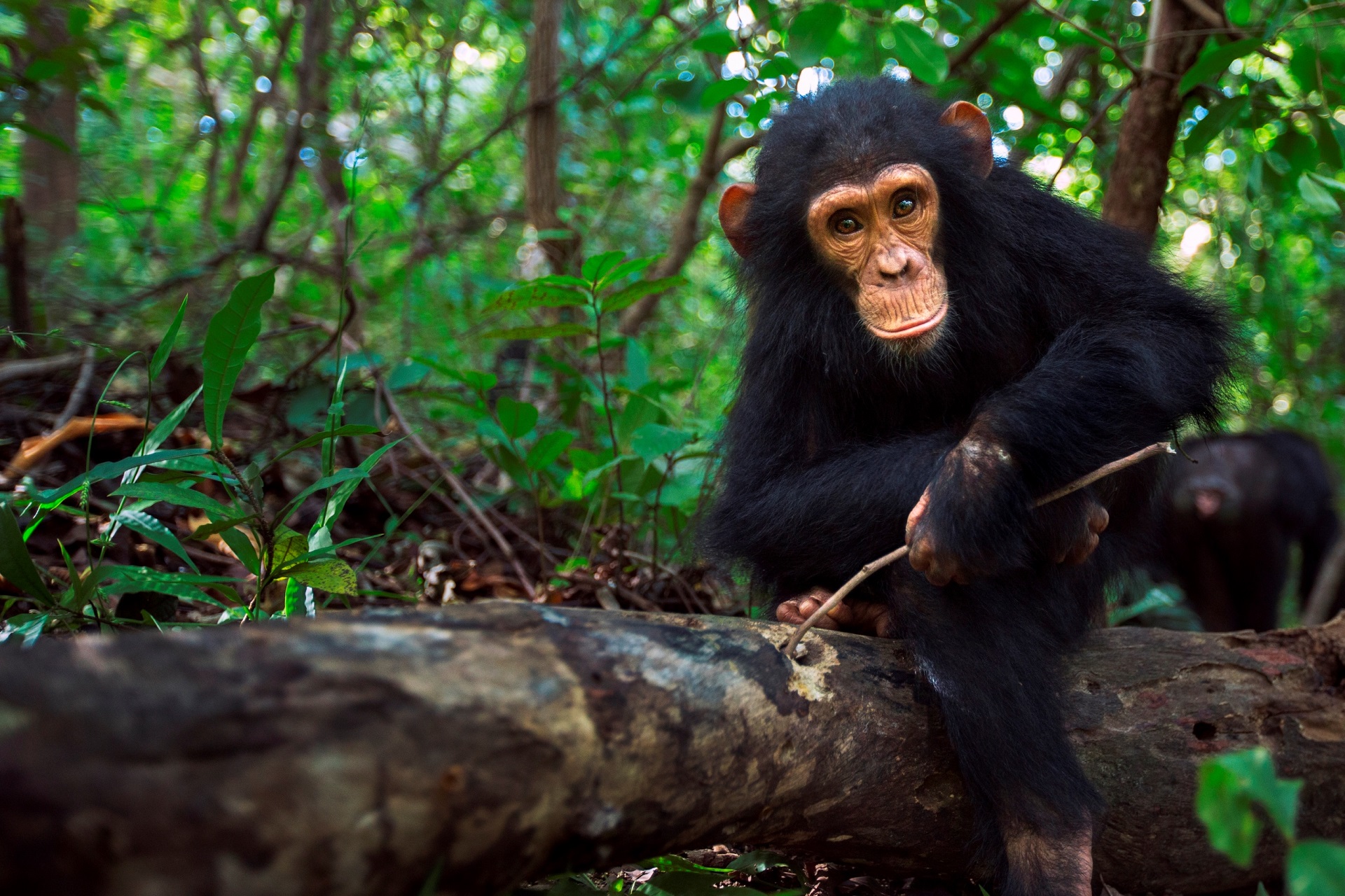 Odisseia estreia especial “Inteligência animal”