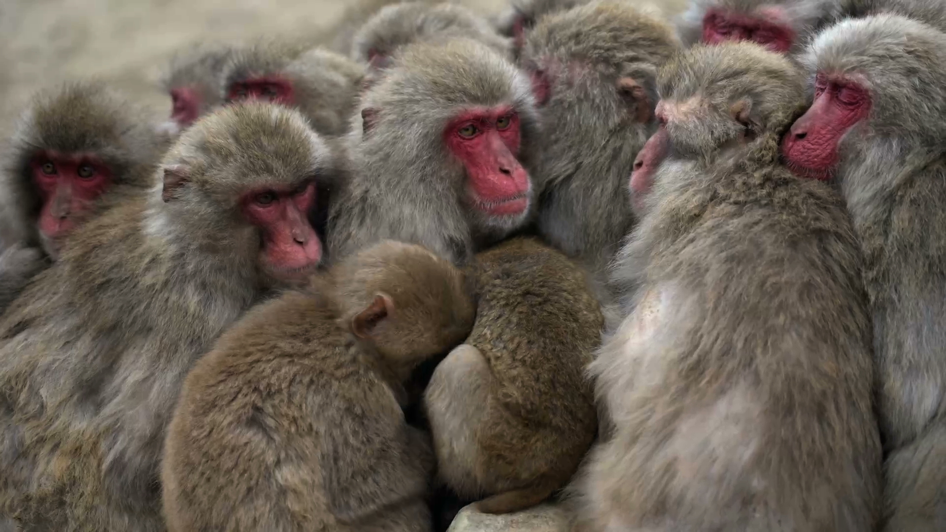 Odisseia descifra tradições culturais no reino animal