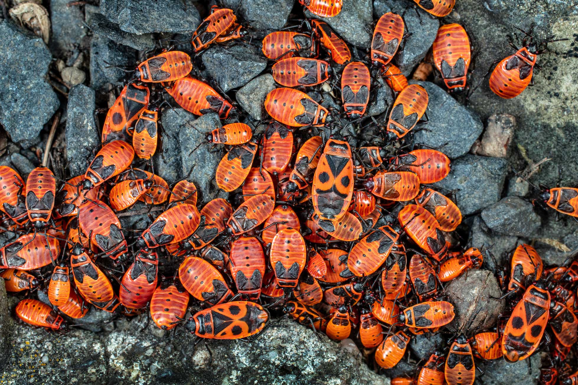 Canal Odisseia examina o comportamento dos grupos no mundo animal