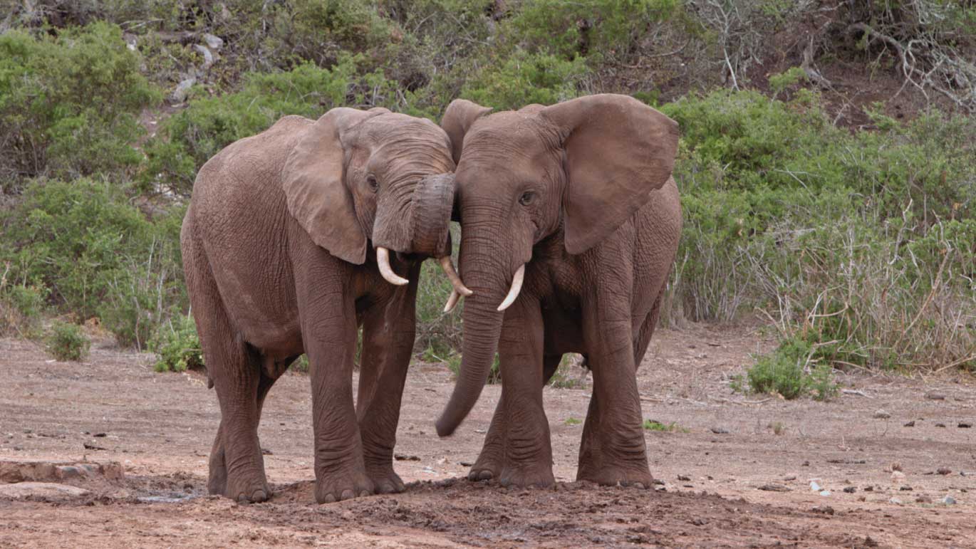 Odisseia estreia em exclusivo “Animais de Luto”